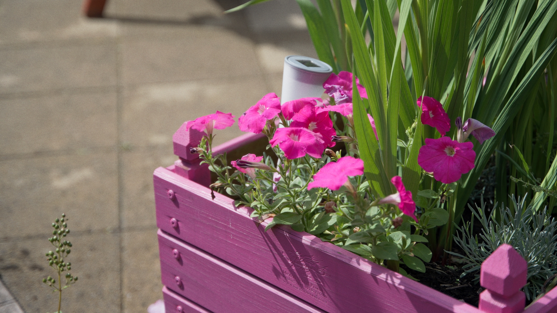 Pink plant pot with pink flowers in the sunshine 