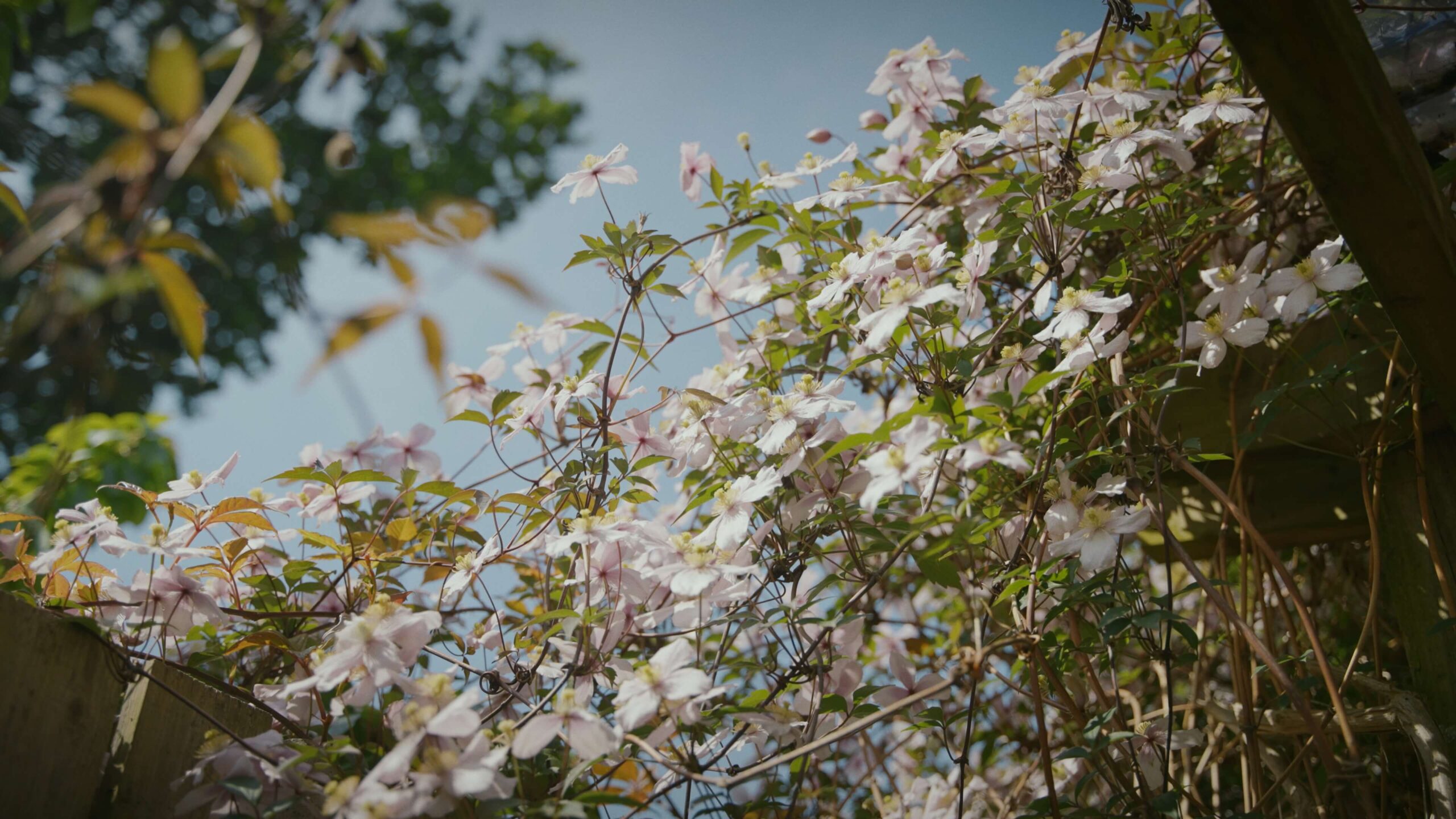 Merton Place flowers