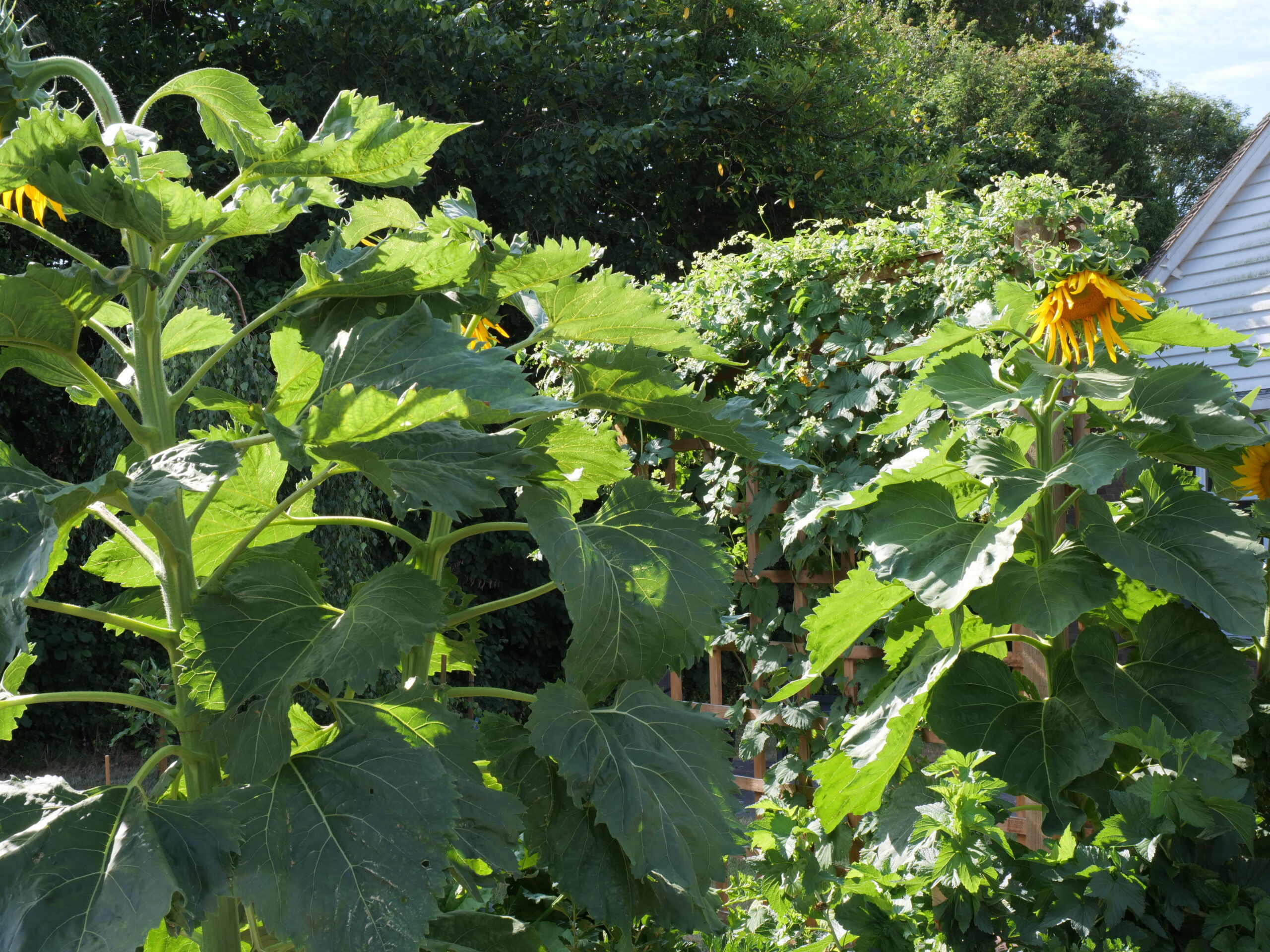 Welshpool community garden full of vegetables, fruits and sunflowers. Tended by Brian Greenway, resident at Neuadd Maldwyn.